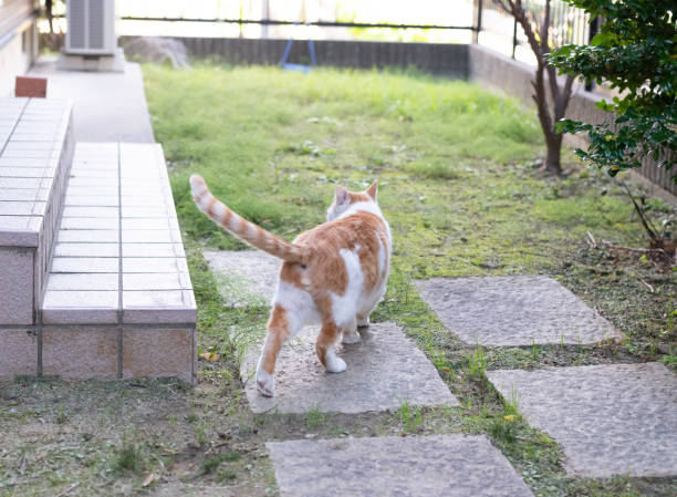 istock Cute stray cat walking in the garden 2192107980