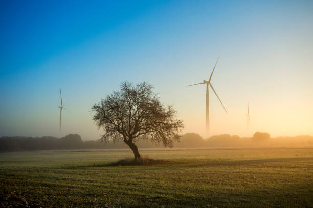 istock Morning scene with a tree in the middle of a crop field 2192109864
