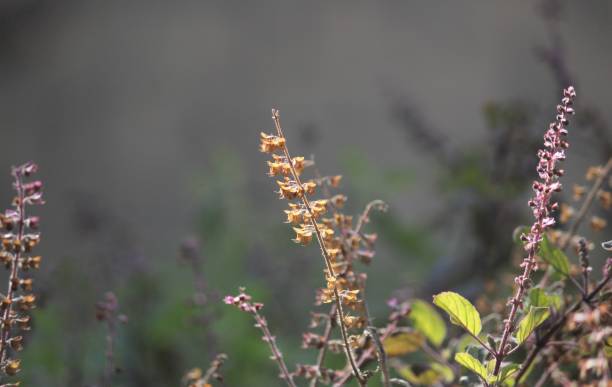 istock Holy basil dry flower closeup. Selective focus. 2192110575