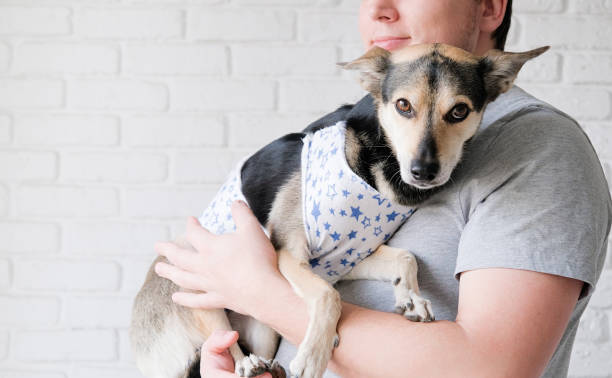 istock man holding dog wearing post operational protective shirt, brick wall wall background 2192111968