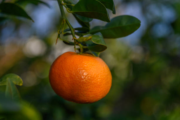 istock Bright orange fruit hangs from lush green branches during a sunny afternoon in a vibrant orchard setting 2192112145