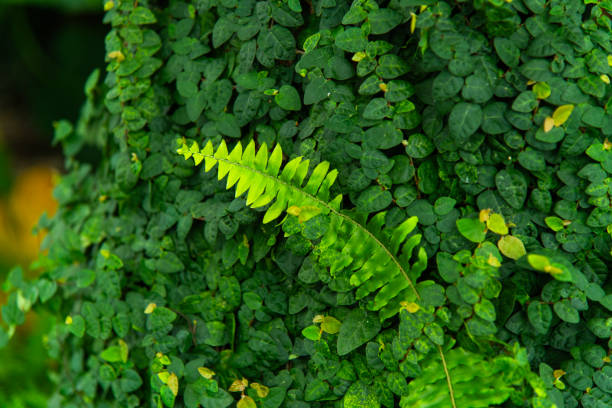 botanical background