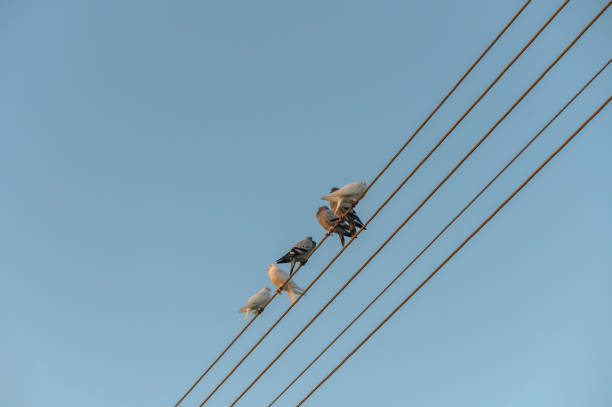 Colorful birds relax on power lines, enjoying the sunlit afternoon in a peaceful suburban area with a bright blue sky.