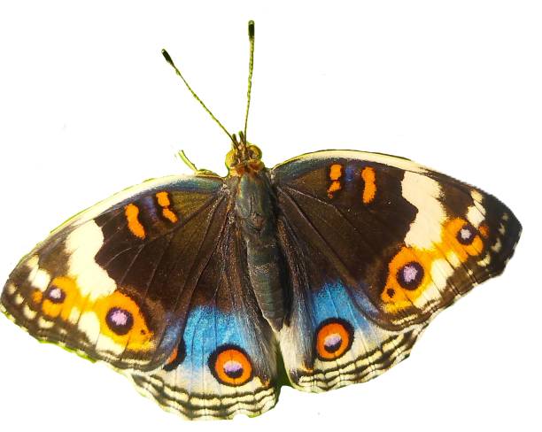 istock Beautiful butterfly isolated in white background 2192113013