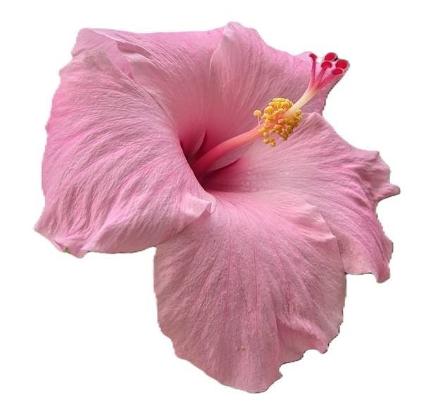 Pink hibiscus flower isolated in white background