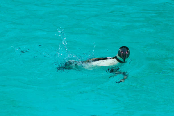 Underwater shot of a penguin swimming at the Philadelphia Zoo.