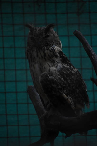 The Bengal eagle-owl, also widely known as the Indian eagle-owl or rock eagle-owl, is a large horned owl species native to hilly and rocky scrub forests in the Indian Subcontinent. It is splashed with