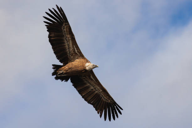 istock Eurasian Griffon Vulture in flight seen from below with cloudy sky background 2192118774