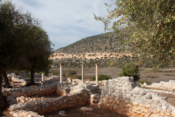 istock Andriake ancient city ruins and columns with an olive tree infront 2192120641