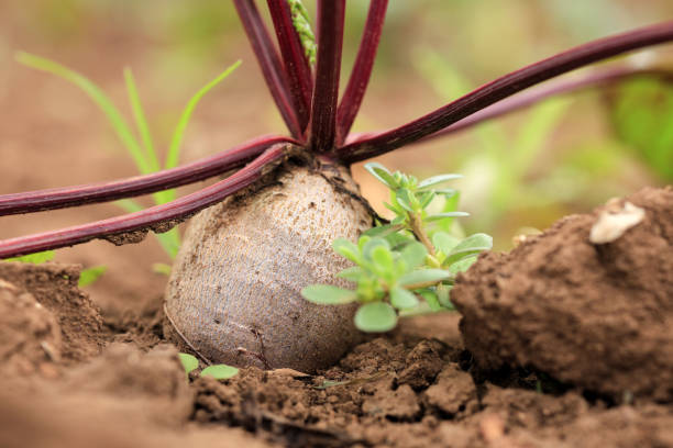 Beetroot plants thrive in a thriving garden, showcasing their deep purple stems and rich green leaves under bright sunlight.