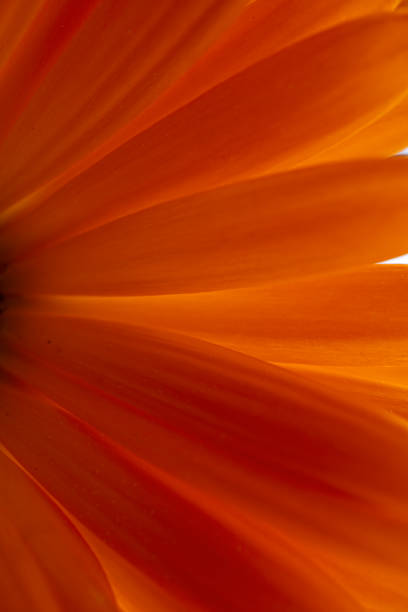 beautiful orange calendula in the garden in springtime, pot marigold