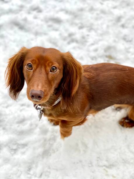 istock Miniature dachshund portrait 2192122660