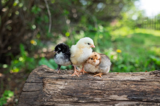 istock Small chickens sit on log in village on sunny summer day 2192123134