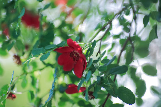 Blooming purple Rosa chinensis, known commonly as the China rose, Chinese rose, or Bengal rose, is a member of the genus Rosa