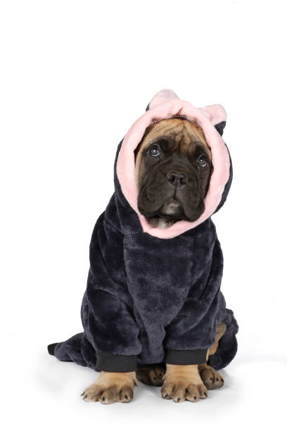 istock A Bullmastiff puppy dressed in a cute bunny costume 2192125440