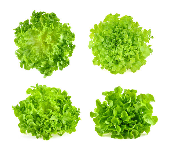 istock Green oak lettuce on white background 2192127060