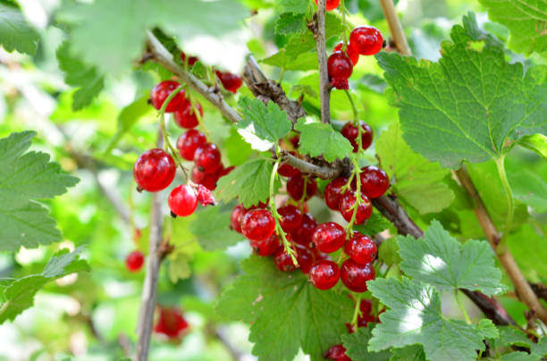 istock some clusters of red currant with green leaves close up 2192127666