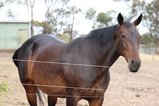 istock Brown Horse .      Melbourne-Australia. 2192128660