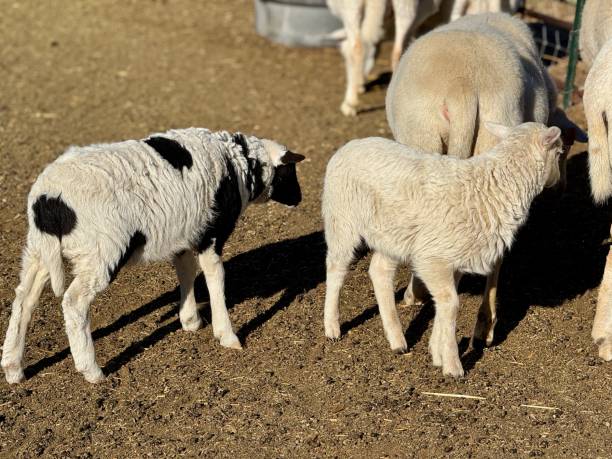 istock Young lambs with older lambs in an animal pen 2192128894