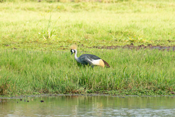 istock Black Crowned-crane, Balearica pavonina, Kenya, Africa 2192129977