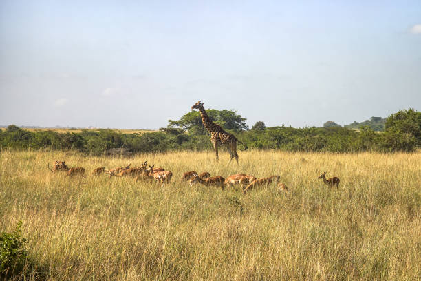 istock Nubian Giraffe, Giraffa camelopardalis camelopardalis, male, Critically endangered animal. plains at Masai Mara National Reserve, Kenya, East Africa. 2192130016