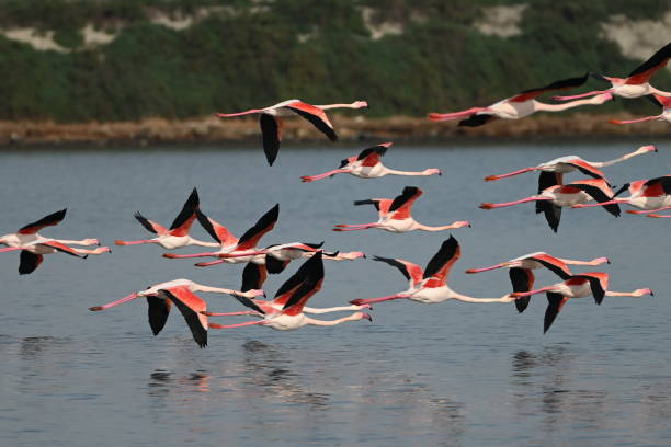 istock Flamingos of the Camargue take flight on a grey day 2192130441