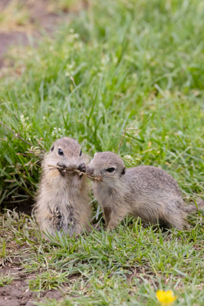 istock Ground squirrel colony (Syslovisko Biele vody), National park Muranska Planina, Slovakia 2192130996