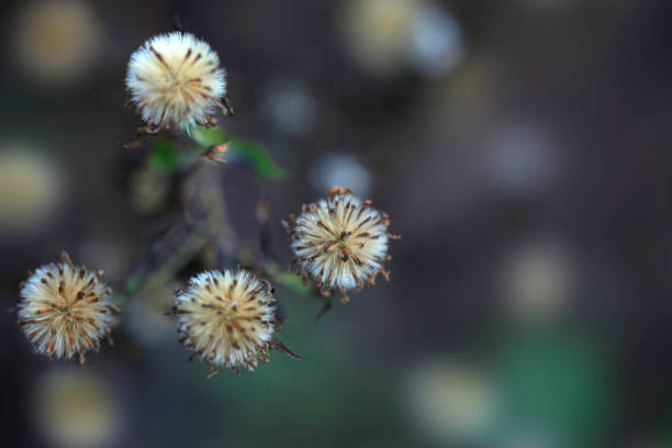 Colorful winter plants in garden