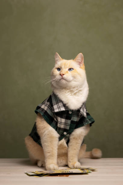 Funny cat - investor and money. Meme