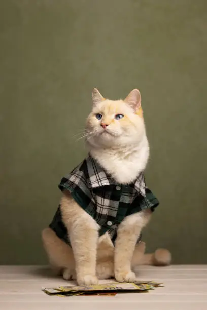 Cat with blue eyes in a plaid shirt. Euro banknotes on the table. Cat with blue eyes in a plaid shirt. Euro banknotes on the table.
