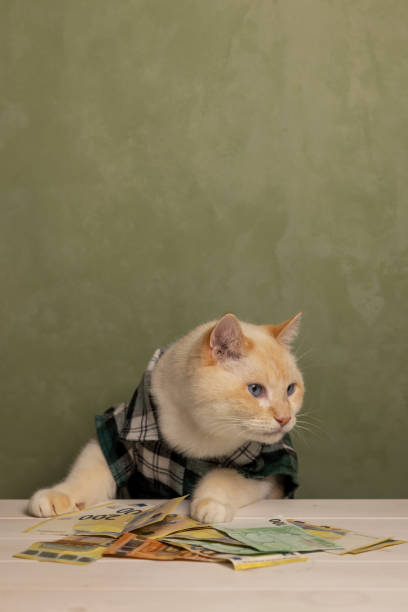 istock Ginger big cat in a shirt at the table. Euro banknotes on the table. 2192131402
