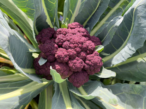 istock Cauliflower, Brassica oleracea,  Violetta di Sicilia 2192132791