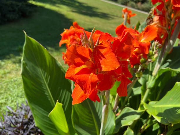 istock Blumenrohr, Canna, indica 2192132797