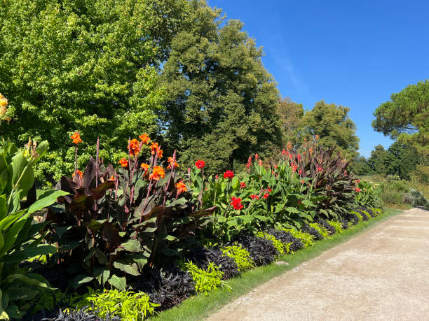 istock Blumenrohr, Canna, indica 2192132798