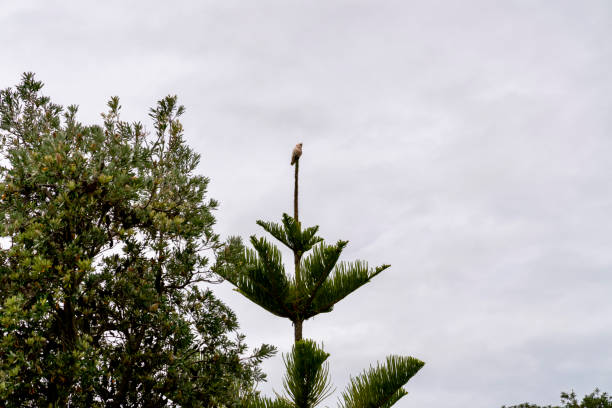 The white cockatoo (Cacatua alba), also known as the umbrella cockatoo, is a medium-sized all-white cockatoo endemic to tropical rainforest on islands of Indonesia. When surprised, it extends a large and striking head crest, which has a semicircular shape (similar to an umbrella, hence the alternative name). The wings and tail have a pale yellow or lemon color which is exposed when they fly. It is similar to other species of white cockatoo such as yellow-crested cockatoo, sulphur-crested cockatoo, and salmon-crested cockatoo, all of which have yellow, orange or pink crest feathers instead of white.