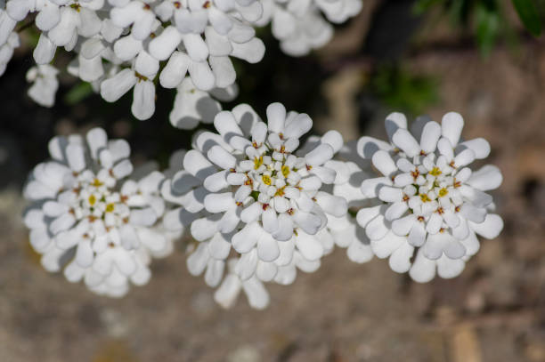 istock Iberis sempervirens evergreen candytuft perenial flowers in bloom, group of white springtime flowering rock plants 2192133368
