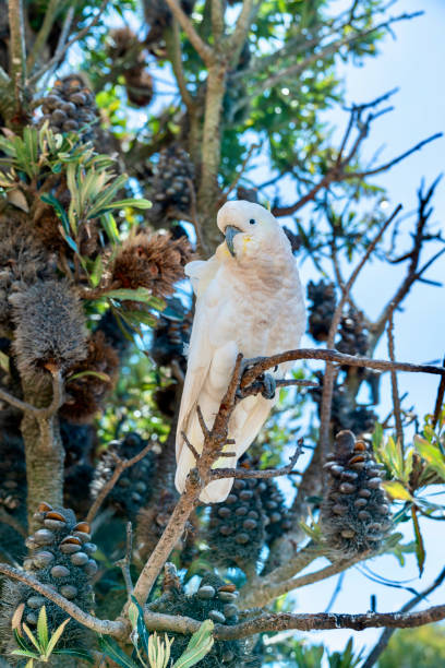 The white cockatoo (Cacatua alba), also known as the umbrella cockatoo, is a medium-sized all-white cockatoo endemic to tropical rainforest on islands of Indonesia. When surprised, it extends a large and striking head crest, which has a semicircular shape (similar to an umbrella, hence the alternative name). The wings and tail have a pale yellow or lemon color which is exposed when they fly. It is similar to other species of white cockatoo such as yellow-crested cockatoo, sulphur-crested cockatoo, and salmon-crested cockatoo, all of which have yellow, orange or pink crest feathers instead of white.