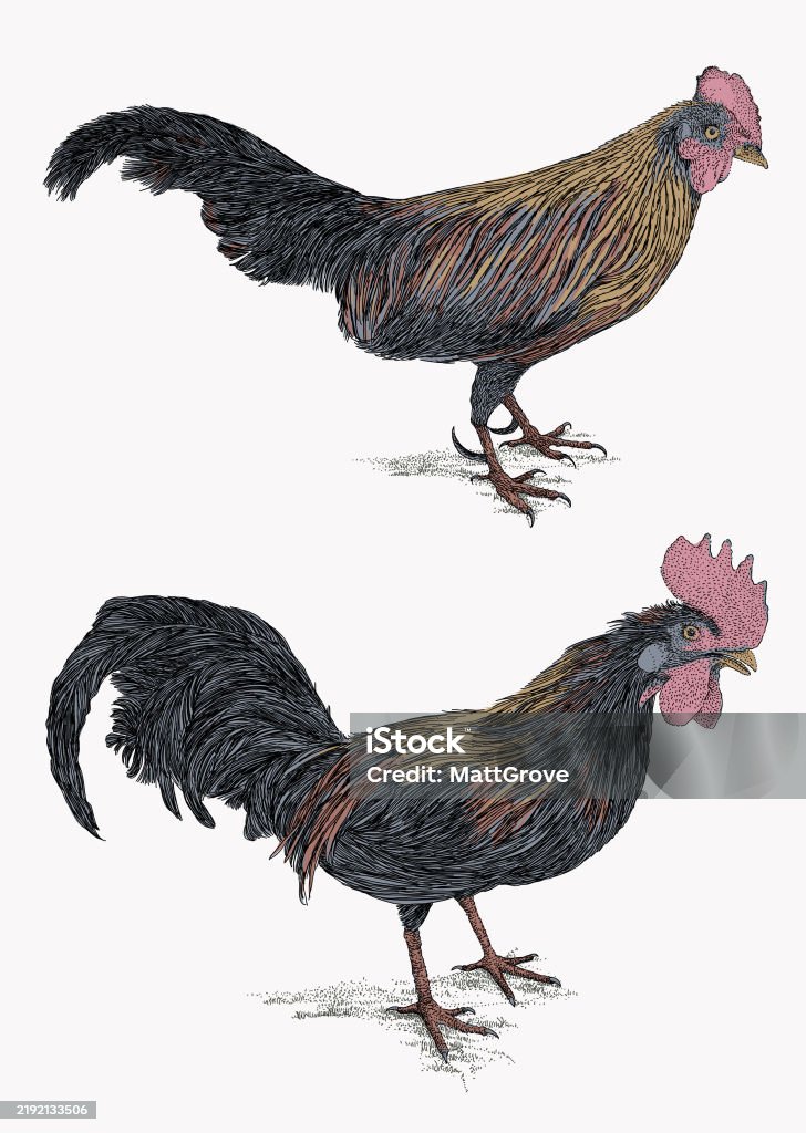 Most Aggressive Cockrell Roosters Cockerel Fighting Cocks Stock Illustration - Download Image ...