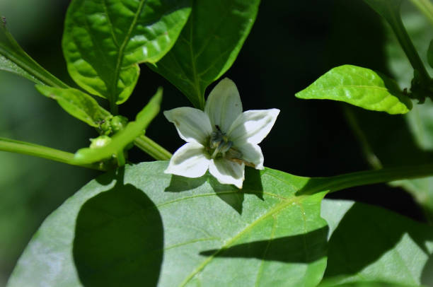 White flower of green pepper on a branch