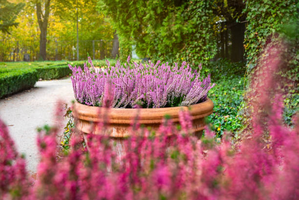Autumn gardening. Pink flowers of heather, floral texture and background