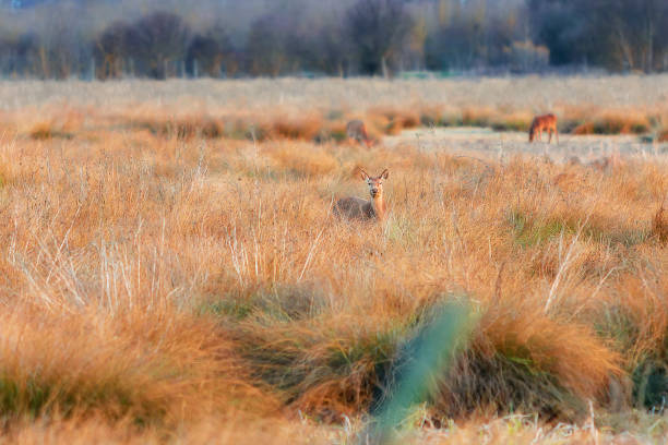 A Stag in the tall bracken hides himself well
