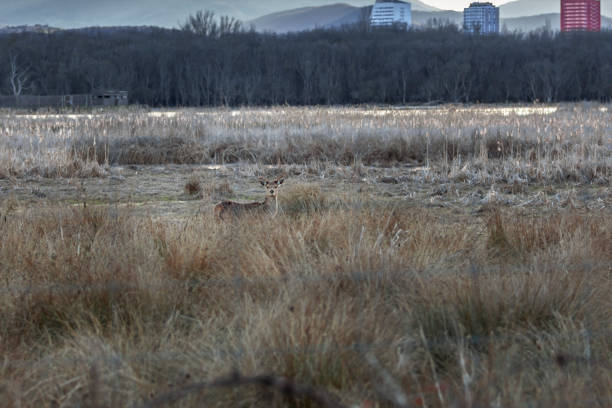 Deer in the  Salburua Park . Vitoria-Gasteiz. Spain