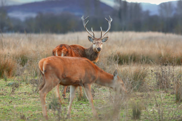 Deer in the  Salburua Park . Vitoria-Gasteiz. Spain