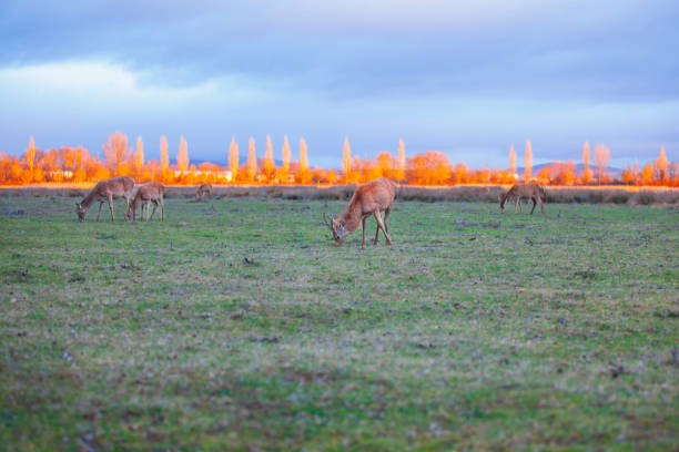 Deer in the  Salburua Park . Vitoria-Gasteiz. Spain