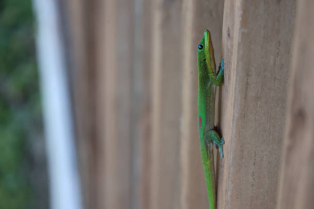 A gecko photographed while it is scrambling up a post.  These animals are common in Hawaii.  The color and texture of their skin is amazing.