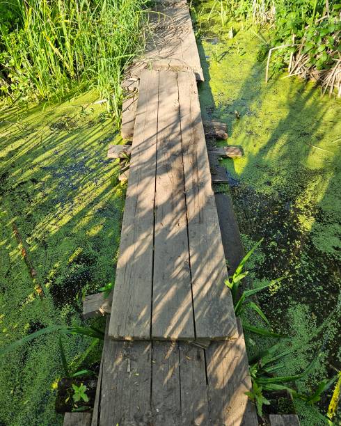 A walk into the pond