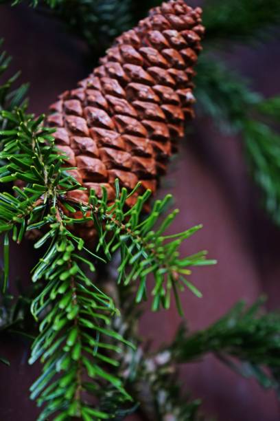 A close-up of a pine cone surrounded by fresh green spruce branches. The natural details emphasize the winter ambiance and the beauty of nature.