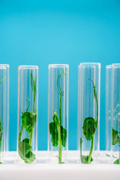 istock Bioengineering lab. Plant in a test tube in a scientific laboratory 2192137990