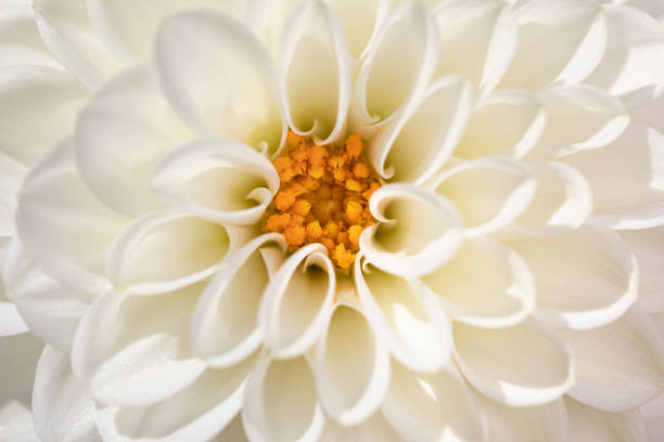 Single dahlia flower in thge garden