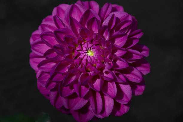 istock Single dahlia flower in thge garden 2192138048